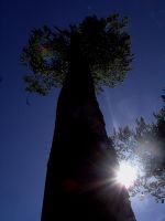fruehling71 hirschensteinbuche